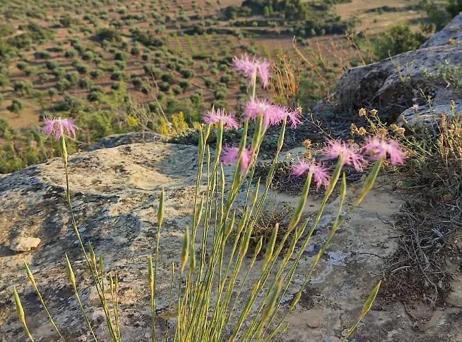 La Gineta * Calaceite